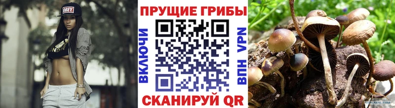мега зеркало  даркнет сайт  Алзамай  Псилоцибиновые грибы Psilocybine cubensis 